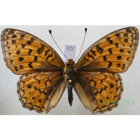 Argynnis adippe (Denis & Schiffermüller, 1775) female Dostojka adype Croatia92f